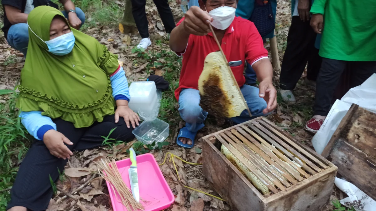 Kaya Khasiat, Madu Hitam Alas Roban Batang Jadi Incaran Pelancong