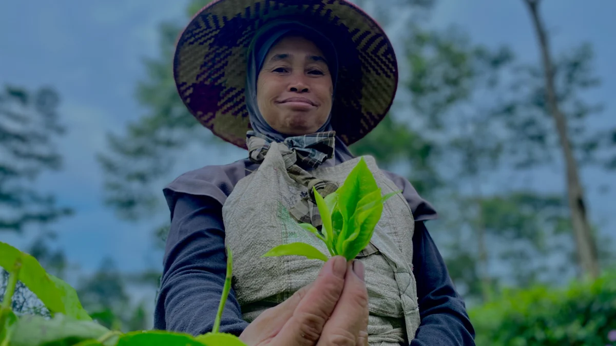 Harga Jual Daun Teh Anjlok, Warga Pilih Olah Daun Teh Sendiri