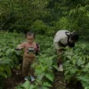 Isi Liburan Anak dengan Belajar Berkebun, Ini 6 Manfaat yang Didapat