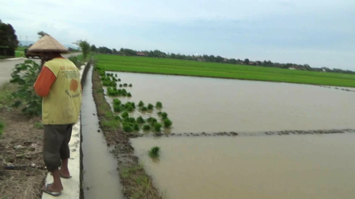 Usia Tanam Baru 2 Pekan, Puluhan Hektar Areal Padi Terendam Banjir