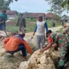 Babinsa Bluluk Dikerahkan Lancarkan Pemulihan Ekonomi Desa