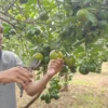 Asyiknya Petik Jeruk di Kebun Jeruk Petani Milenial Batang