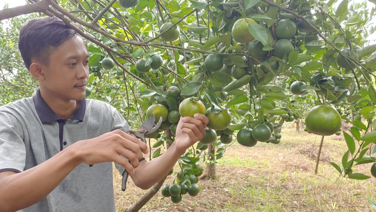 Asyiknya Petik Jeruk di Kebun Jeruk Petani Milenial Batang