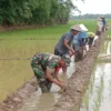 Babinsa Koramil Kesesi Bersama Petani Kerja Bakti Perbaiki Saluran Irigasi