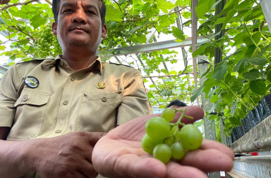 Tekan Konsumsi Anggur Impor, Robban Grapes Ajak Masyarakat Tanam Anggur di Pekarangan Rumah