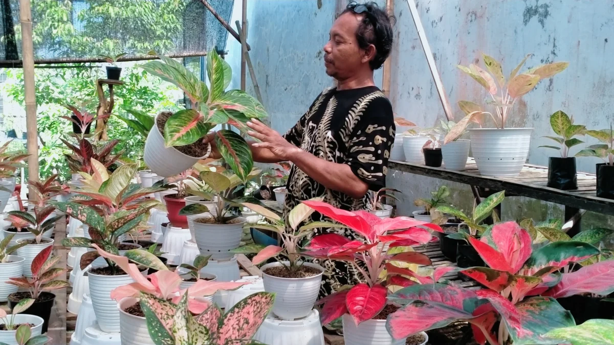 Menuai Berkah, Fokus Menjadi Petani Budidaya Tanaman Hias