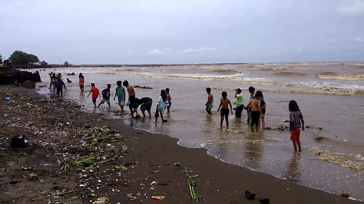 Hanya di Akhir Tahun, Warga Berburu Kerang Putih di Pantai Sendang Sikucing Kendal