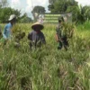 Kodim Klungkung Panen Demplot Padi di Desa Gelgel