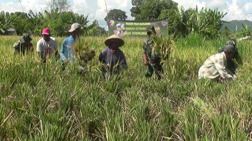 Kodim Klungkung Panen Demplot Padi di Desa Gelgel