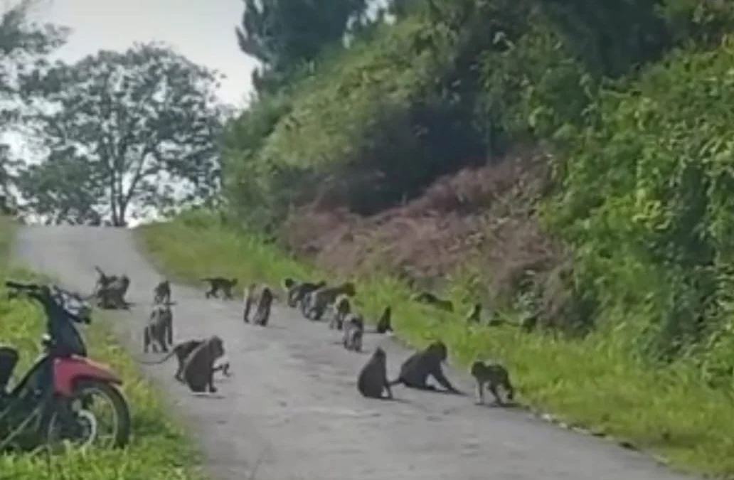 Monyet Kian Merangsek Ke Perkampungan, Rumput Odot Pun Disikat