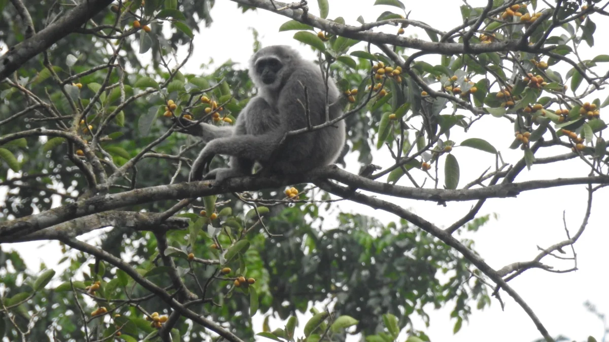 Habitat Satwa Langka di Hutan Petungkriyono Kian Terusik