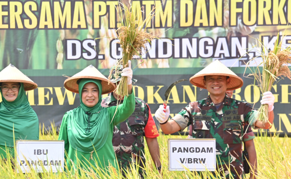 Pangdam V/Brawijaya Panen Raya Padi Japonica di Ngawi