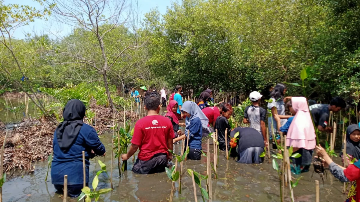 Lumbung Padi Di Pesisir Pekalongan Kian Sirna