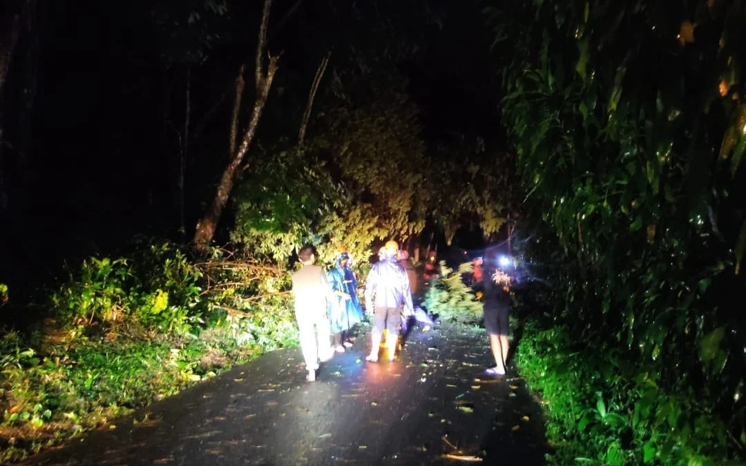 Akibat Hujan Deras, Pohon Durian Tumbang Timpa Rumah Warga di Desa Rogoselo Kabupaten Pekalongan