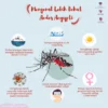 Yuk Kenali Ciri-Ciri Nyamuk Aedes aegypti Penyebab DBD