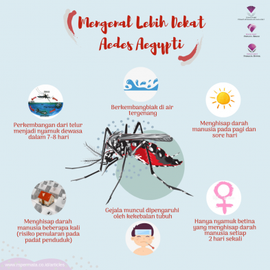 Yuk Kenali Ciri-Ciri Nyamuk Aedes aegypti Penyebab DBD