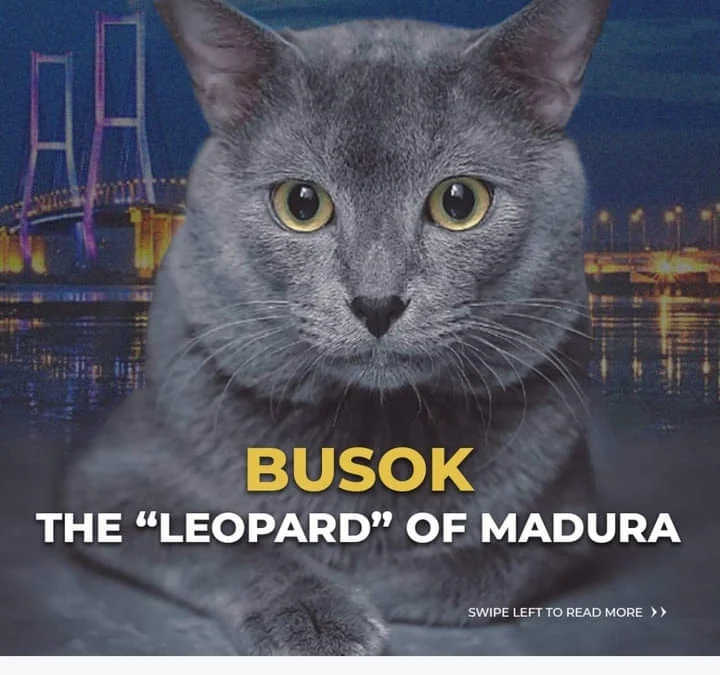 Busok, Kucing Endemik Madura Diakui Dunia sebagai Kucing Asli Indonesia