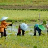 Impor Beras Bikin Petani Miskin dan Menangis