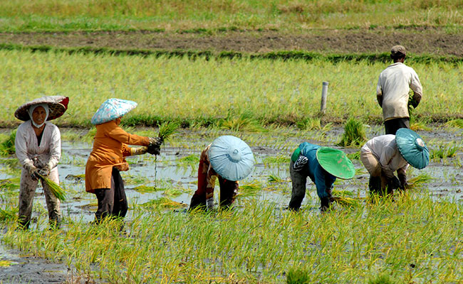 Impor Beras Bikin Petani Miskin dan Menangis