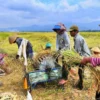 Petani Tidak Rasakan Kenaikan Harga Beras, Kenapa???