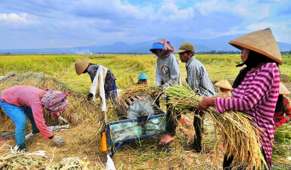 Petani Tidak Rasakan Kenaikan Harga Beras, Kenapa???