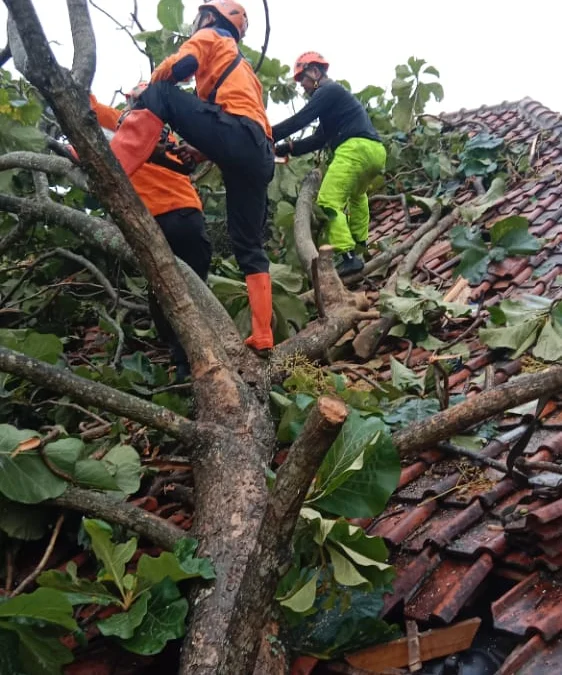 Hujan Angin, Pohon Jati Besar Tumbang Timpa Rumah Sofwan