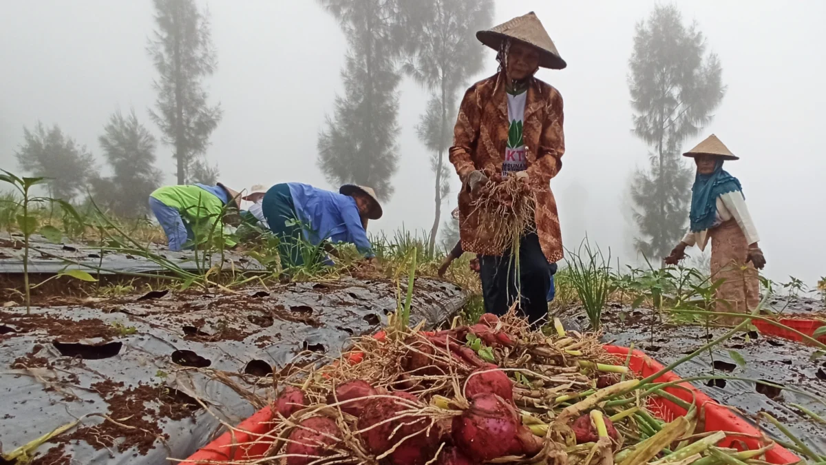 Food Estate Temanggung Ditarget Capai 1.000 hektar di 2024