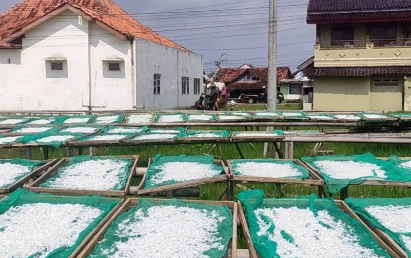 Banyak Nelayan Tak Melaut, Produksi Ikan Teri Nasi di Bandengan Kendal Anjlog