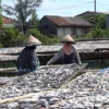 Butuh Waktu Lama Untuk Dijemur, Produksi Ikan Asin Alami Kesulitan Saat Musim Hujan