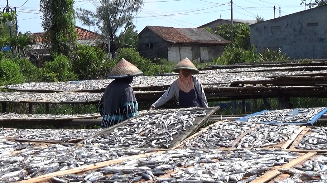 Butuh Waktu Lama Untuk Dijemur, Produksi Ikan Asin Alami Kesulitan Saat Musim Hujan