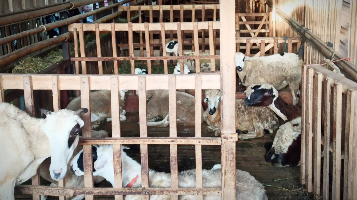 Usaha Ternak Kambing Kian Diminati, Inilah 4 Cara Mudah Bagi Para Pemula