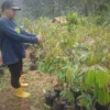 Tak Hanya Enak, Durian Lolong Ternyata Memiliki Budaya Tersendiri