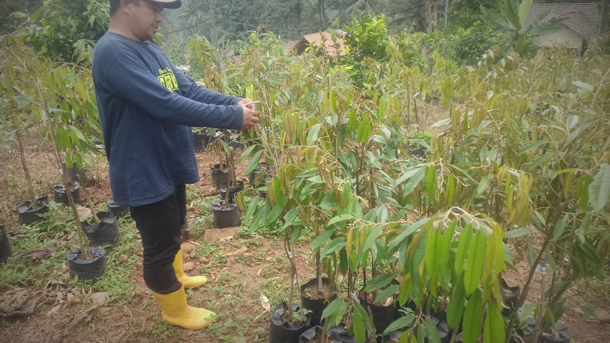 Tak Hanya Enak, Durian Lolong Ternyata Memiliki Budaya Tersendiri