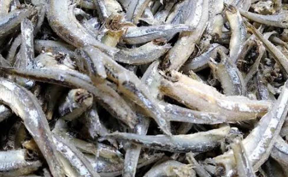 Ikan Teri Ternyata Bisa Menjaga Tulang Tetap Kuat