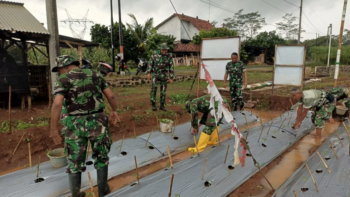 Tak Hanya Menanam, Kodim Batang Pantau Intensif Perkembangan Demplot Cabai