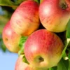 Tanpa Obat, Buah-buahan Yang Bisa Turunkan Kolesterol