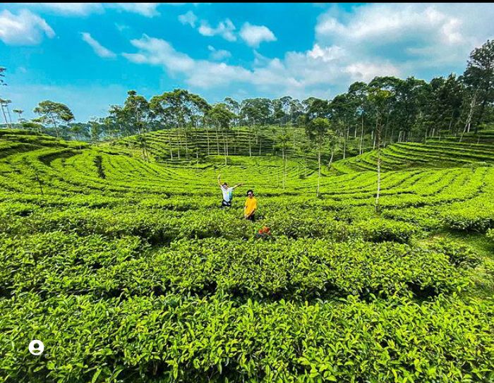 Menilik Kebun Teh Pagilaran, Warisan Keindahan Alam Sejak 1880 - Harga Tiket Masuk, Daya Tarik, Fasilitas dan Lokasi