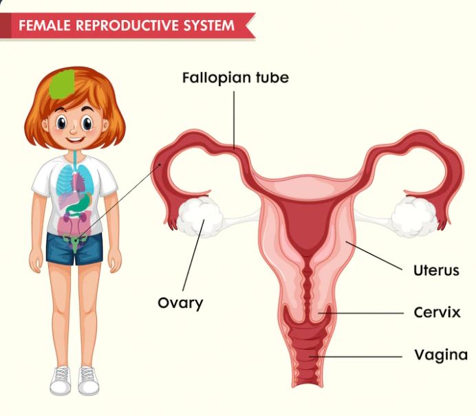 Catat !! Inilah 4 Penyebab Miom, Wanita Wajib Tahu