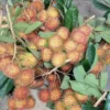 Buah Rambutan, Si Manis Kaya Manfaat