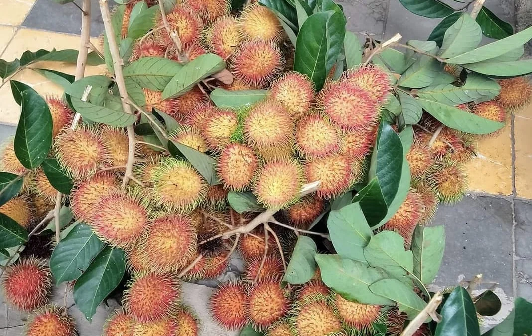 Buah Rambutan, Si Manis Kaya Manfaat