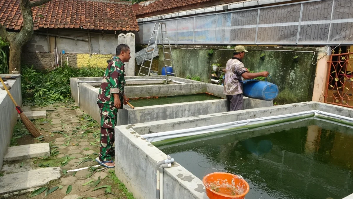 Sukses Budidayakan Ikan Lele, Babinsa Koramil Wonopringgo Mampu Pasok 50 Ribu Bibit Lele/Bulan