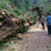 Dua Pohon Besar Tumbang, Jalur Karanganyar - Lebakbarang Terputus