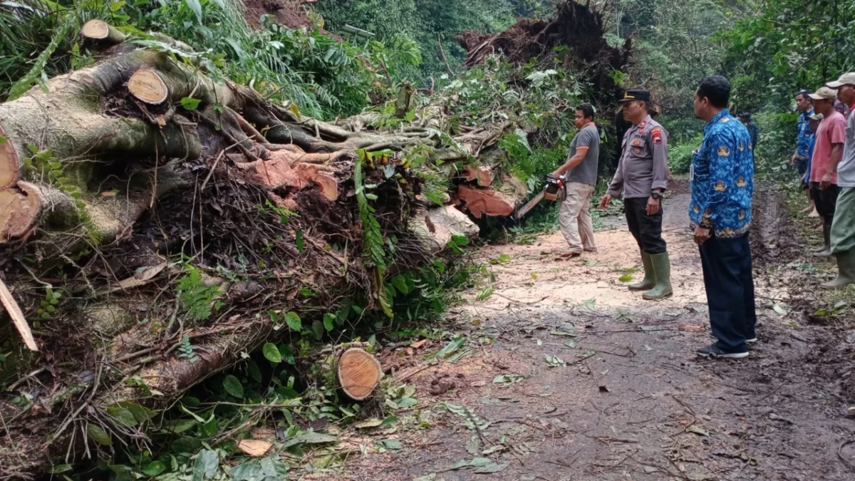 Dua Pohon Besar Tumbang, Jalur Karanganyar - Lebakbarang Terputus