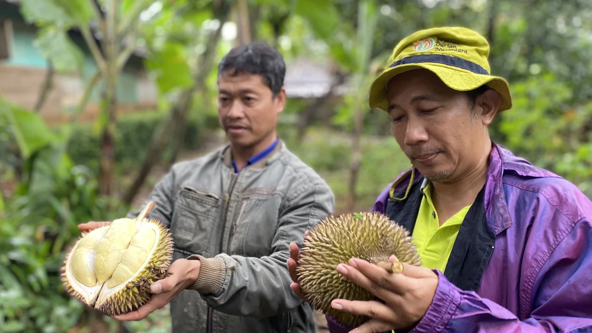 Petani durian saat menunjukkan varian durian milky Batang. (Radar Pekalongan/Novia Rochmawati)