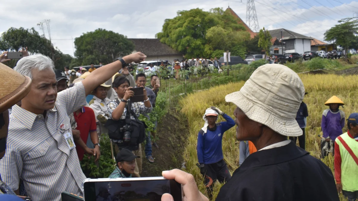 Masa Panen Mulai Berlangsung, Saatnya Harga Beras Turun