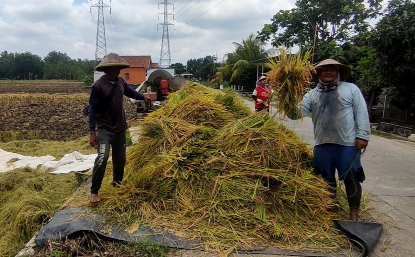 harga gabah turun di Kendal