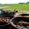 Kuliner pindang Tetel Om Teguh di yang berlokasi di Jalan Raya Pakumbulan, Watussalam, Buaran Kabupaten Pekalongan.(RadarPekalongan/Dwi Fusti Hana Pertiwi)