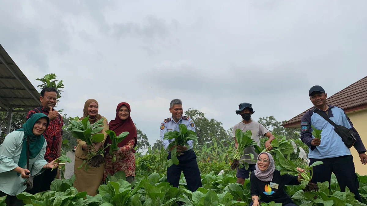 Sukses Budidaya Sawi Organik, WBP Lapas Terbuka Kendal Panen Perdana