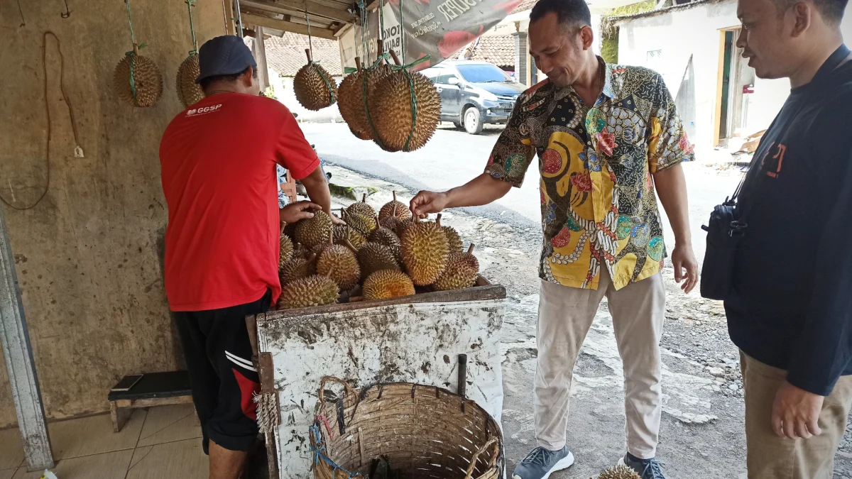 Musim Buah Durian Dipastikan Sampai Awal April 2023