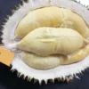 durian juara pertama